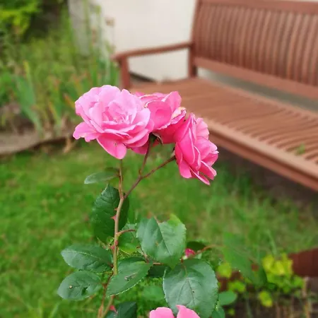 Bielawki Kaszuby Jezioro Gowidlinskie Borek